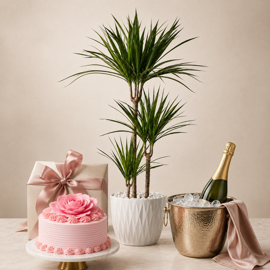 Grøn plante med mousserende gave og kage | Elegant gave