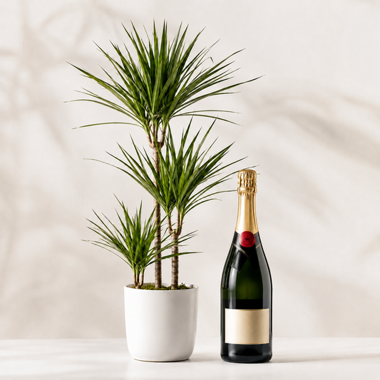 Grøn plante med mousserende gave | Elegant plantegave