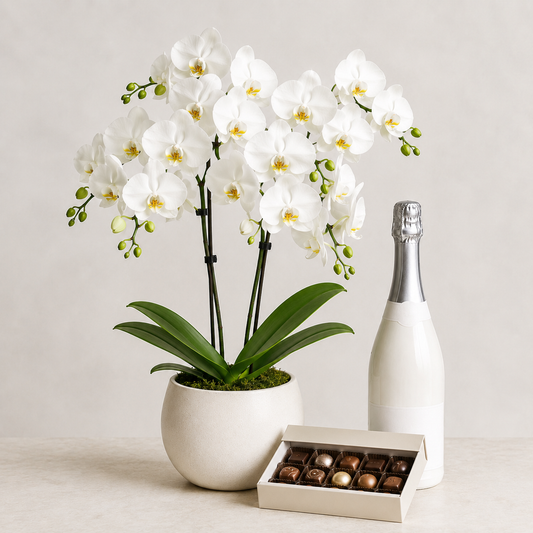 Hvid orkidé med mousserende gave | Elegant plantegave