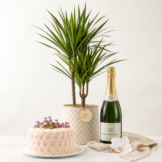 Grøn plante med mousserende gave og festkage
