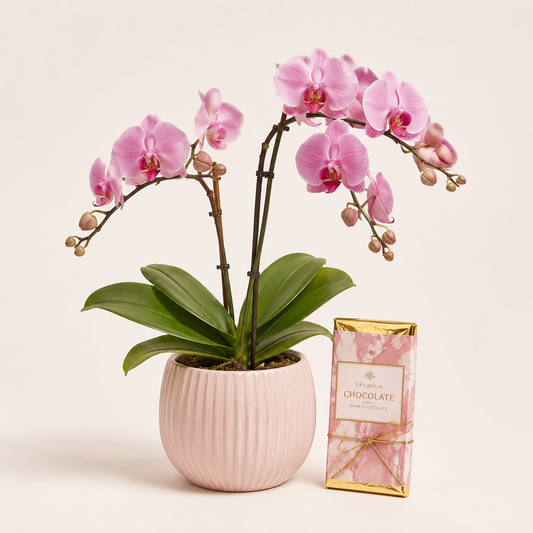 Luksus Orkidéplante med Premium Chokolade | Elegant Gavelevering