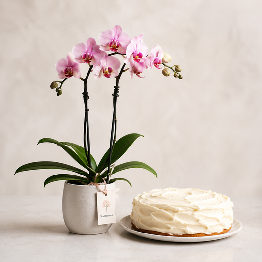 Lyserød orkidé med flødekage | Blomster & kage levering