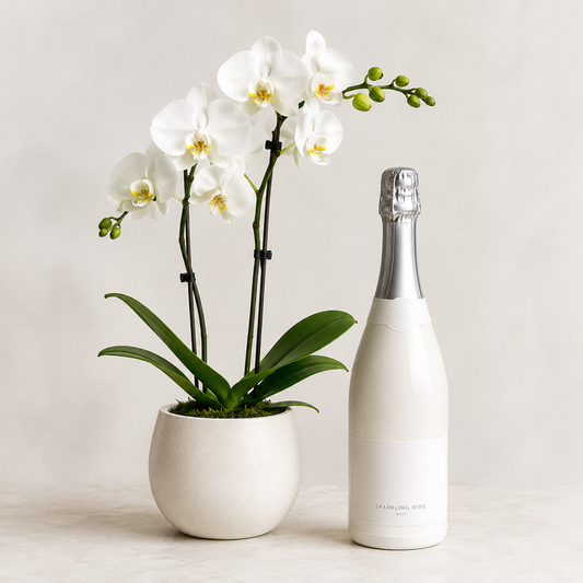 Hvid orkidé med mousserende gave | Elegant plantegave