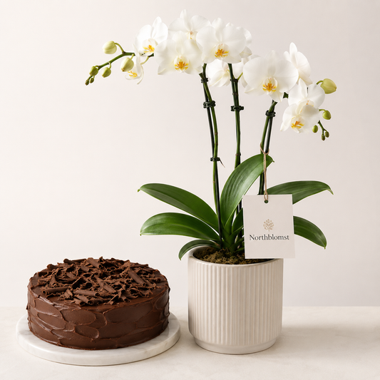 Hvid orkidé med chokoladekage | Blomster & kage levering