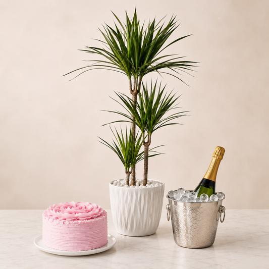 Grøn plante med mousserende gave og kage | Elegant gave